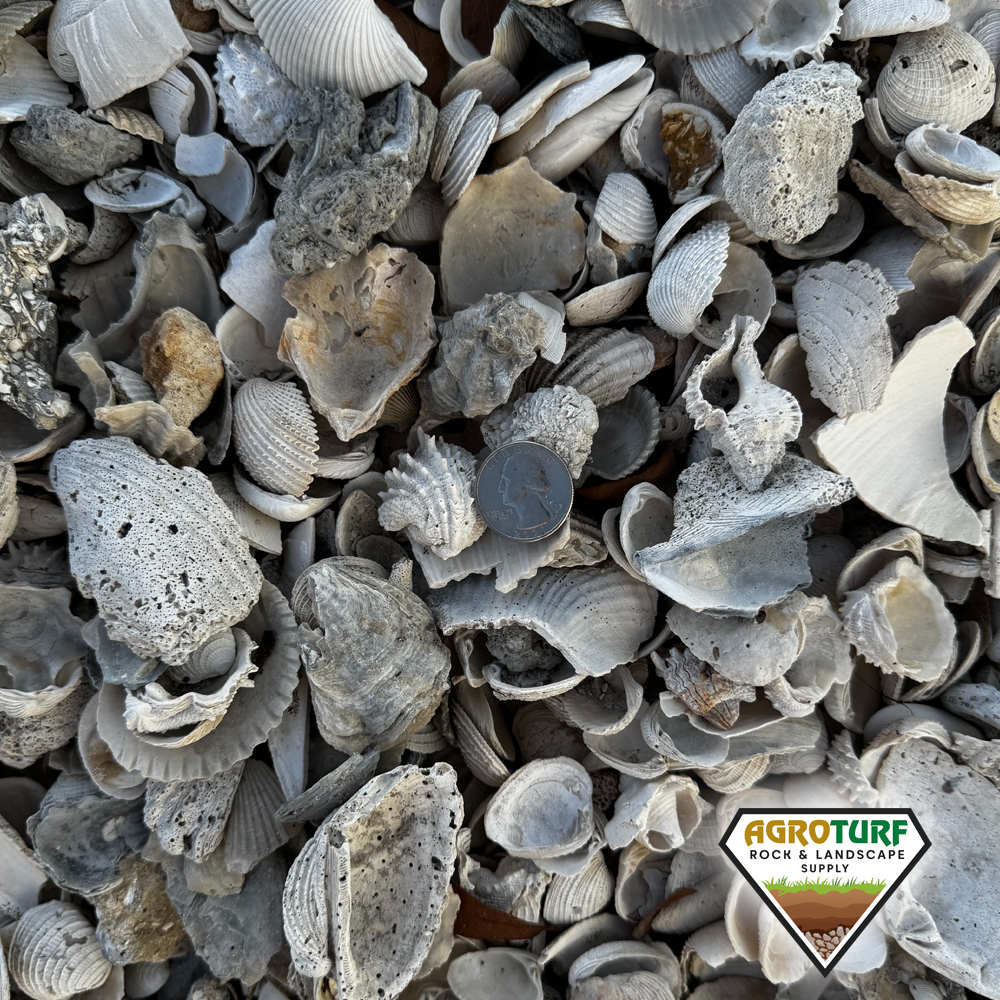 Shells